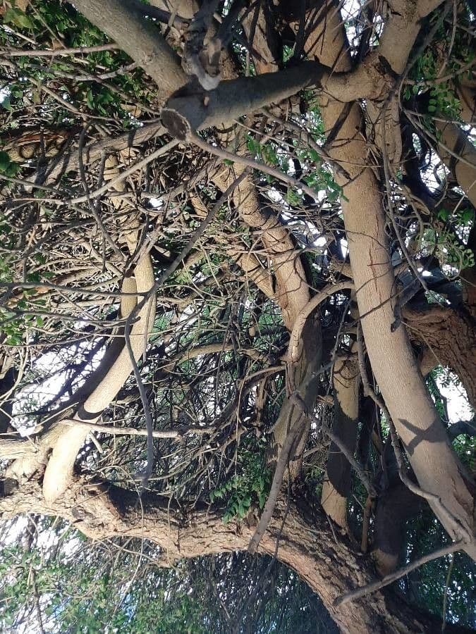 Brazilian peppertree 21