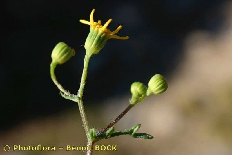 Senecio 23