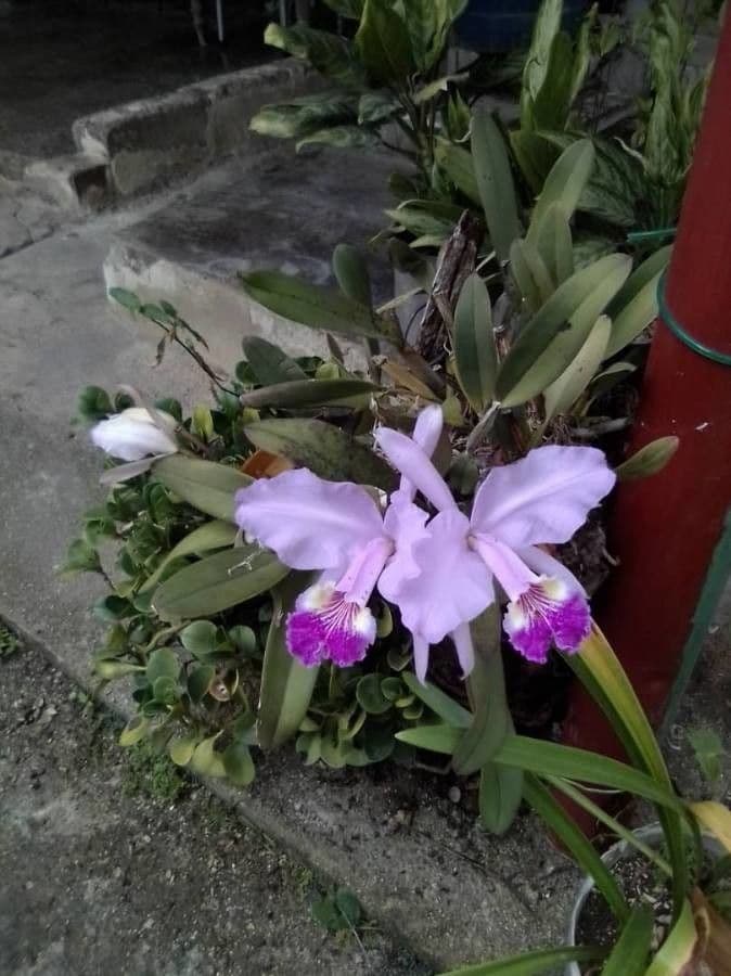 Cattleya di Lueddemann 4