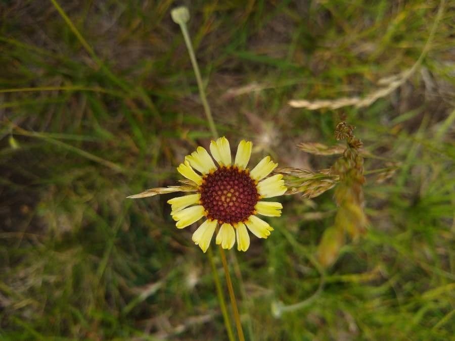 Gaillardia pennatifida 7