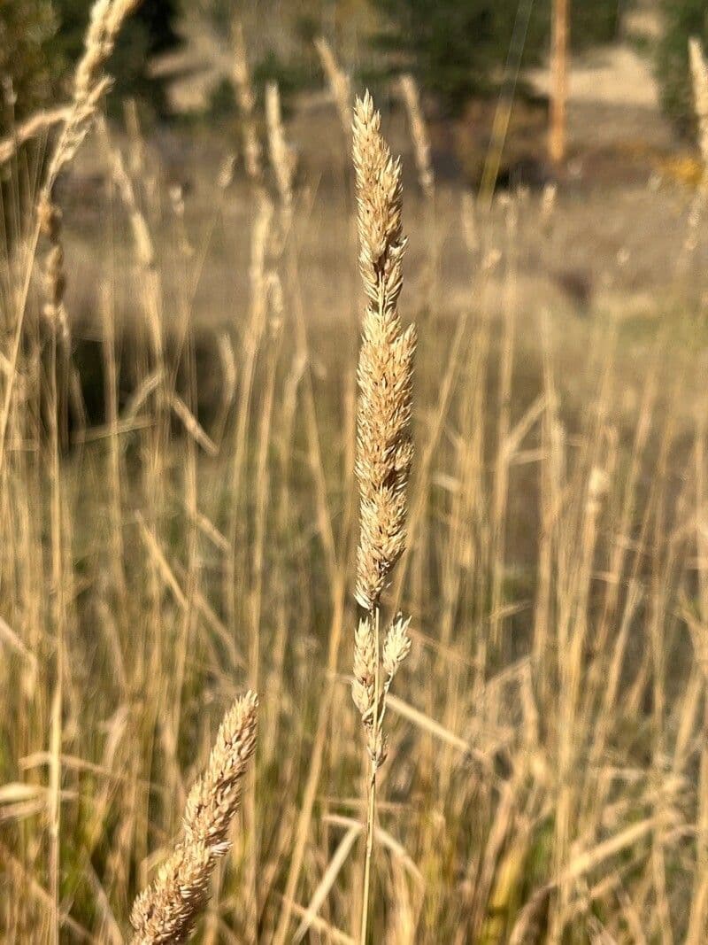 Calamagrostis stricta 11