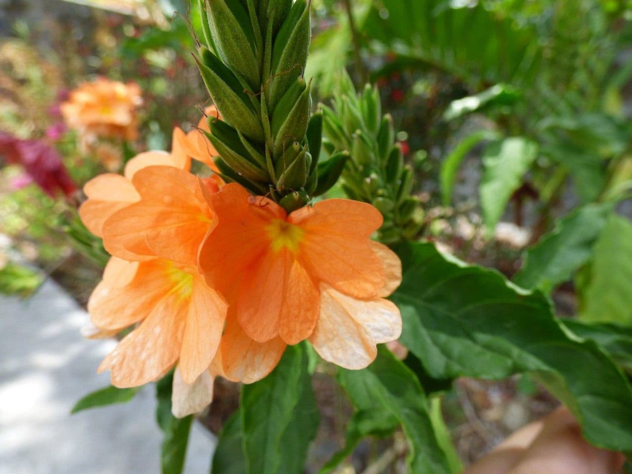 Crossandra 8