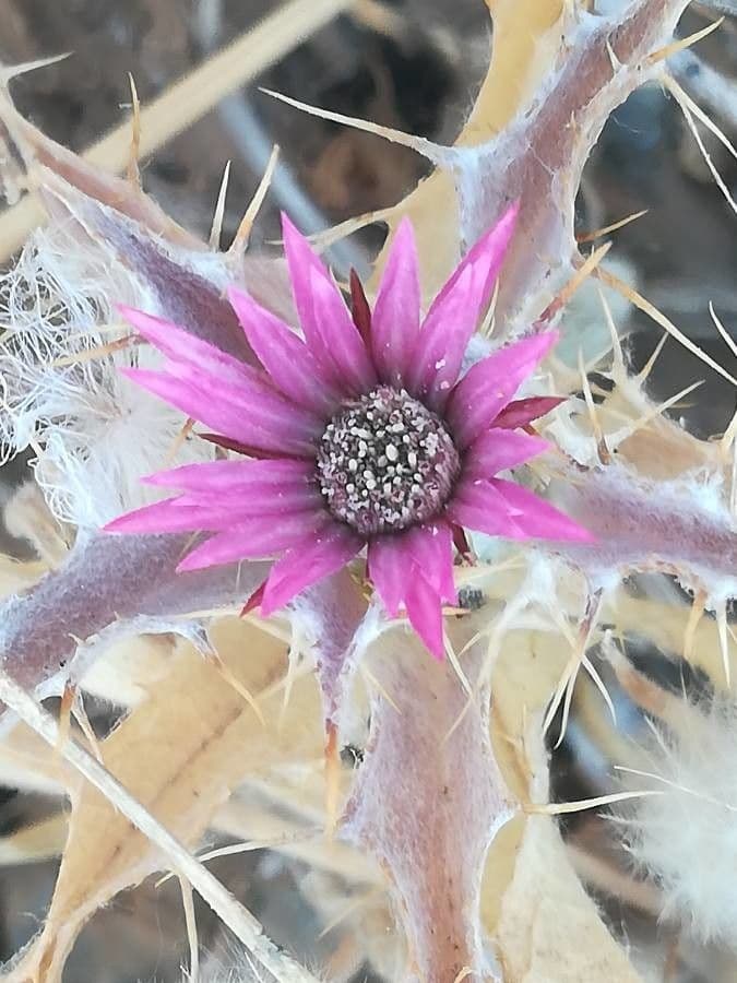 Carlina lanata 6