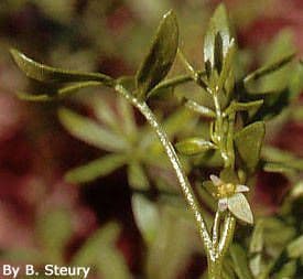 Floerkea proserpinacoides 2