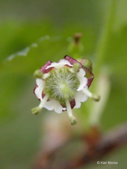 Ribes divaricato 7