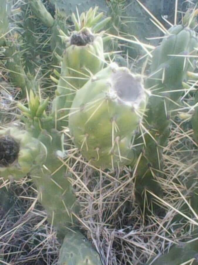 Cactus