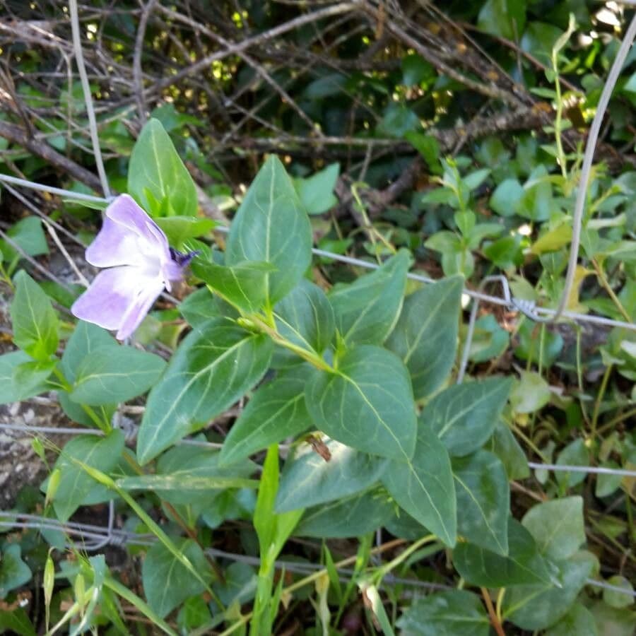Pervinca maggiore 23