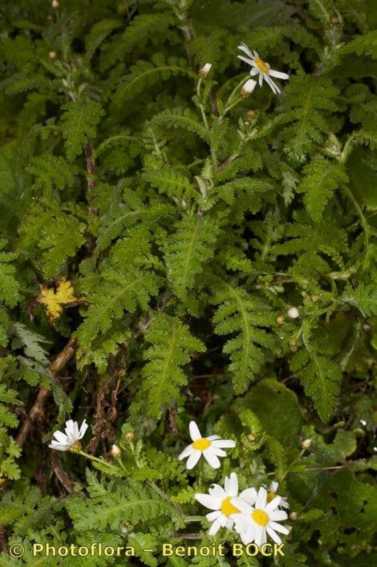 Argyranthemum 8