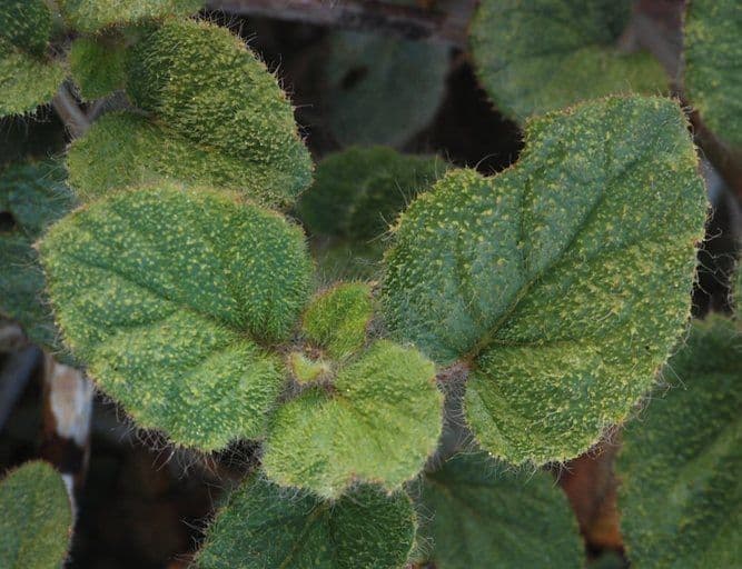 Anulocaulis 15