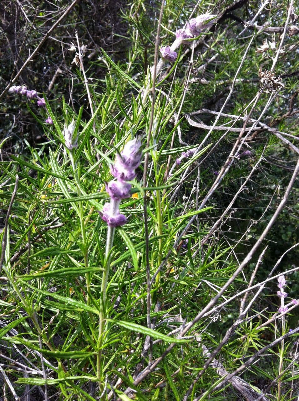 Trichostema 11