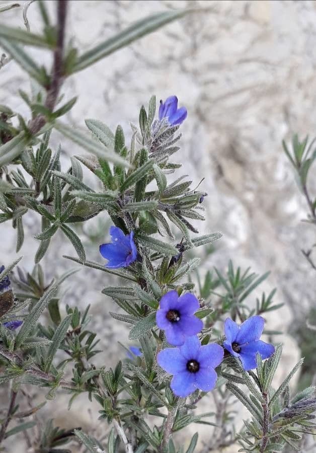Erba perla arbustiva 9