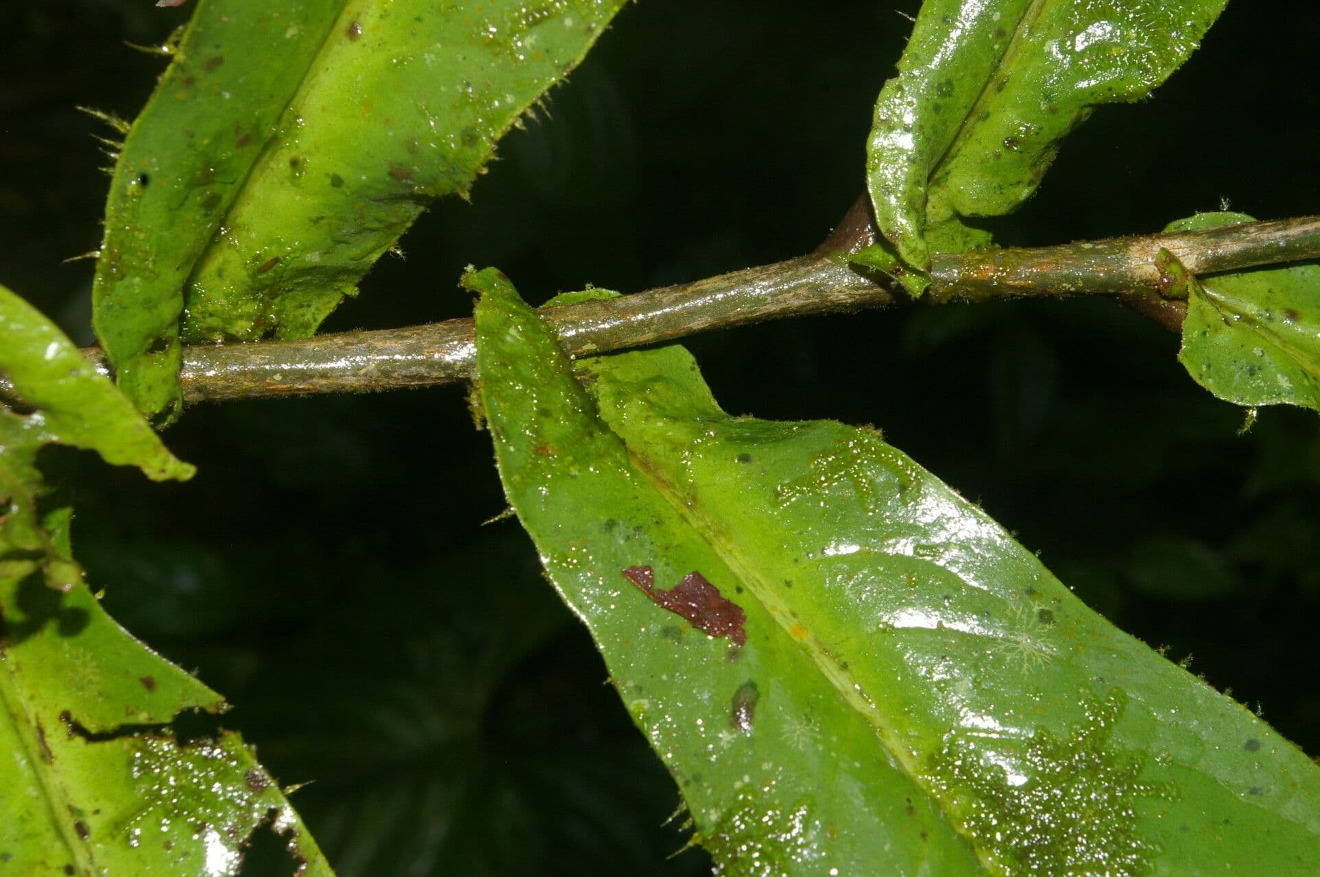 Ardisia 19