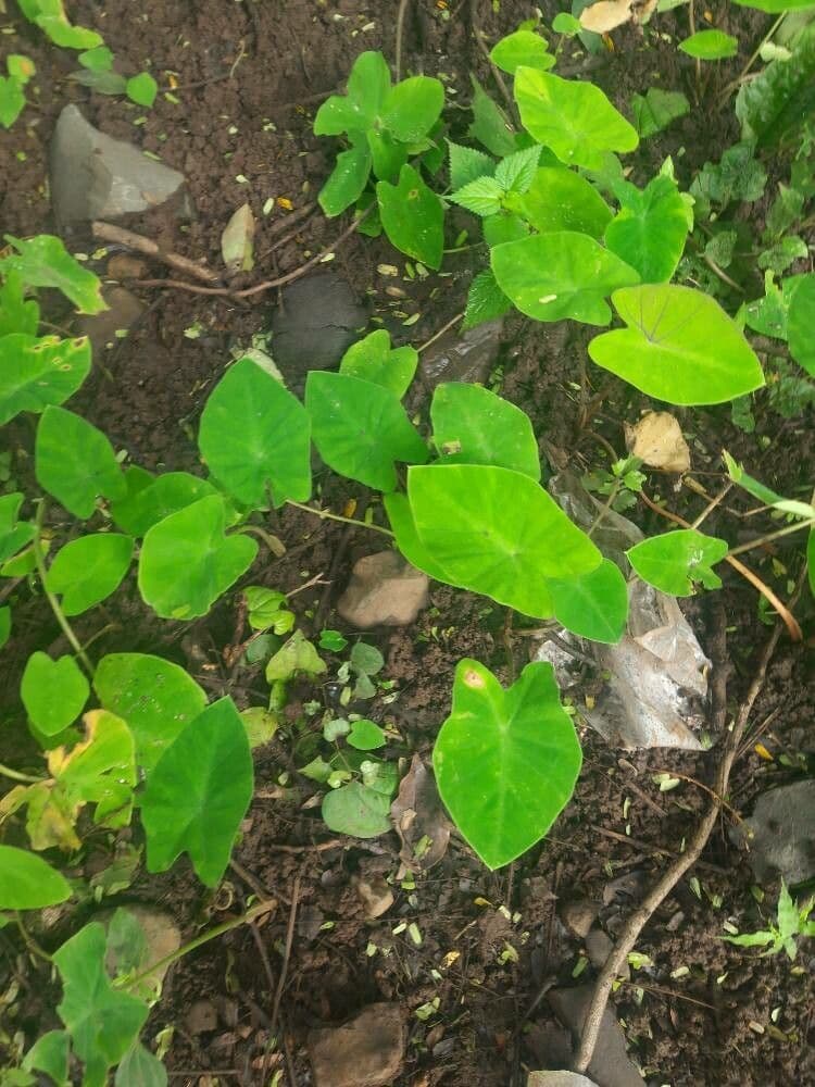 Taro 16