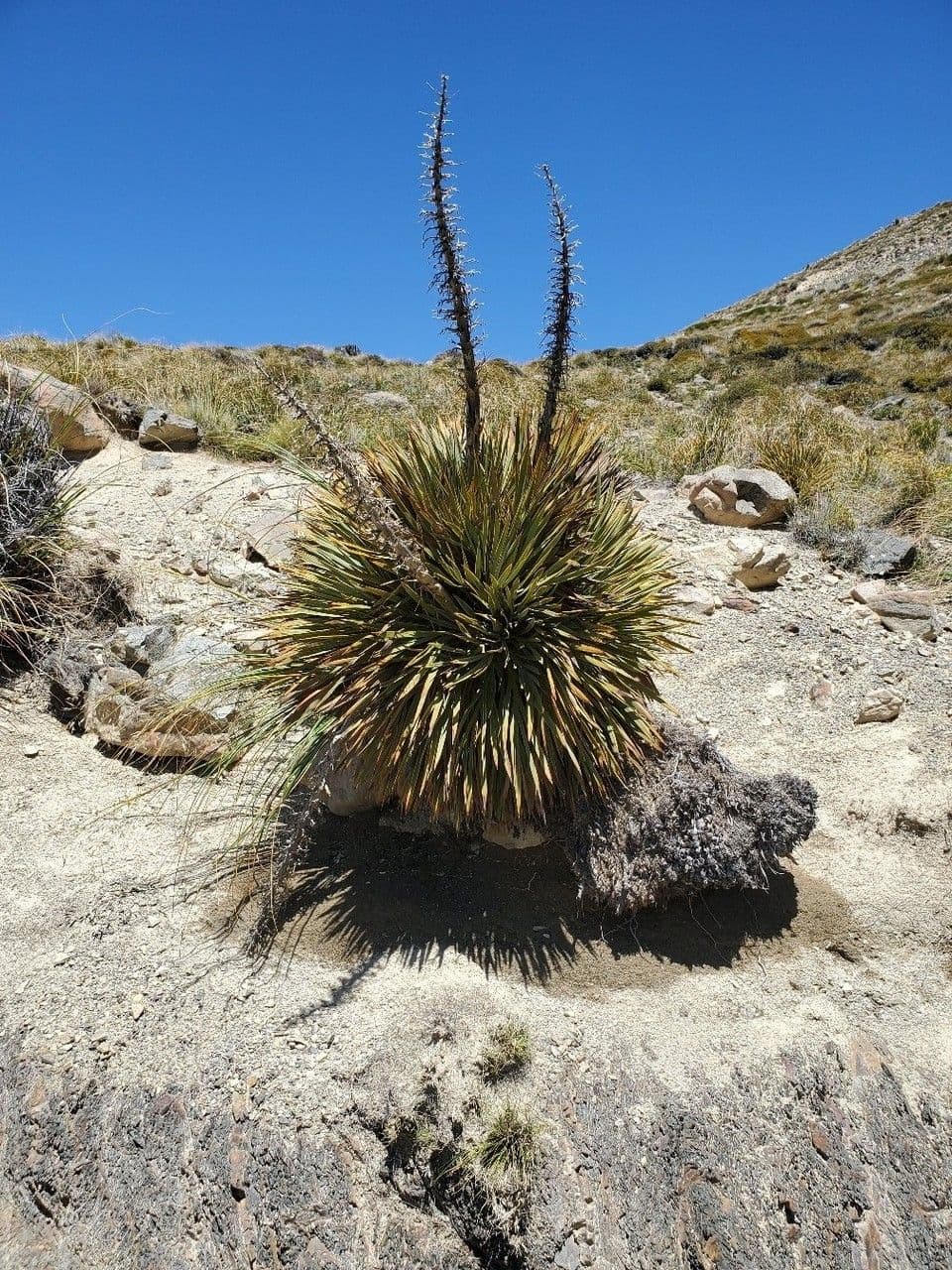Aciphylla aurea 12
