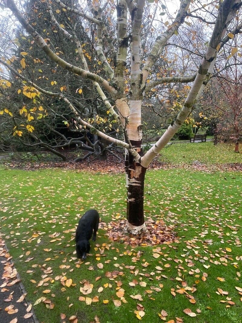 Brzoza himalajska 12