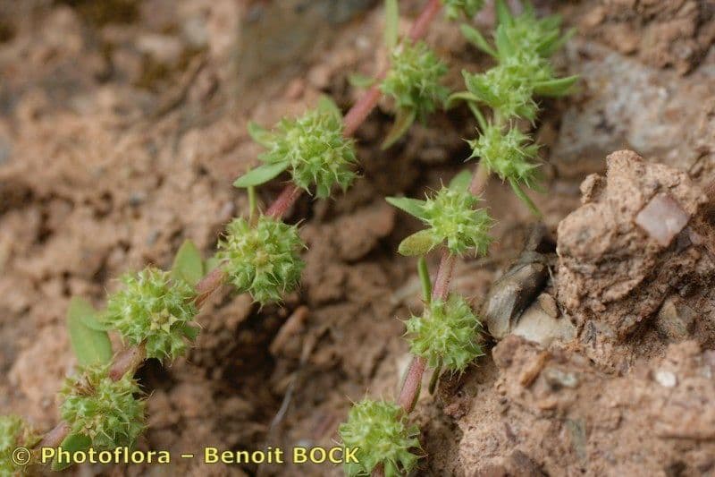 Paronichia spinosa 6