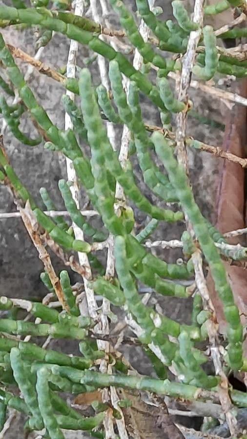 Haloxylon 8