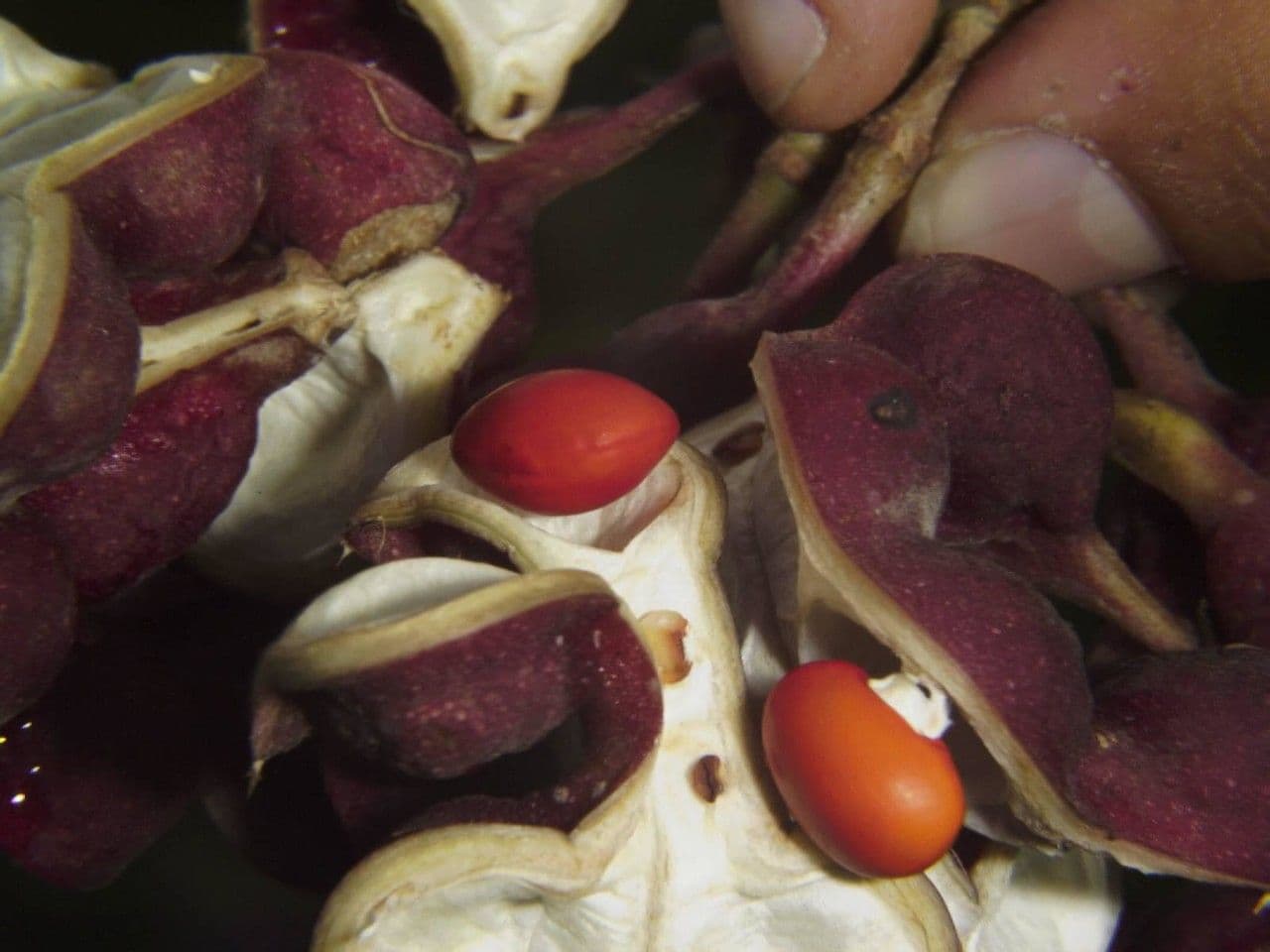 Erythrina garbatá 2