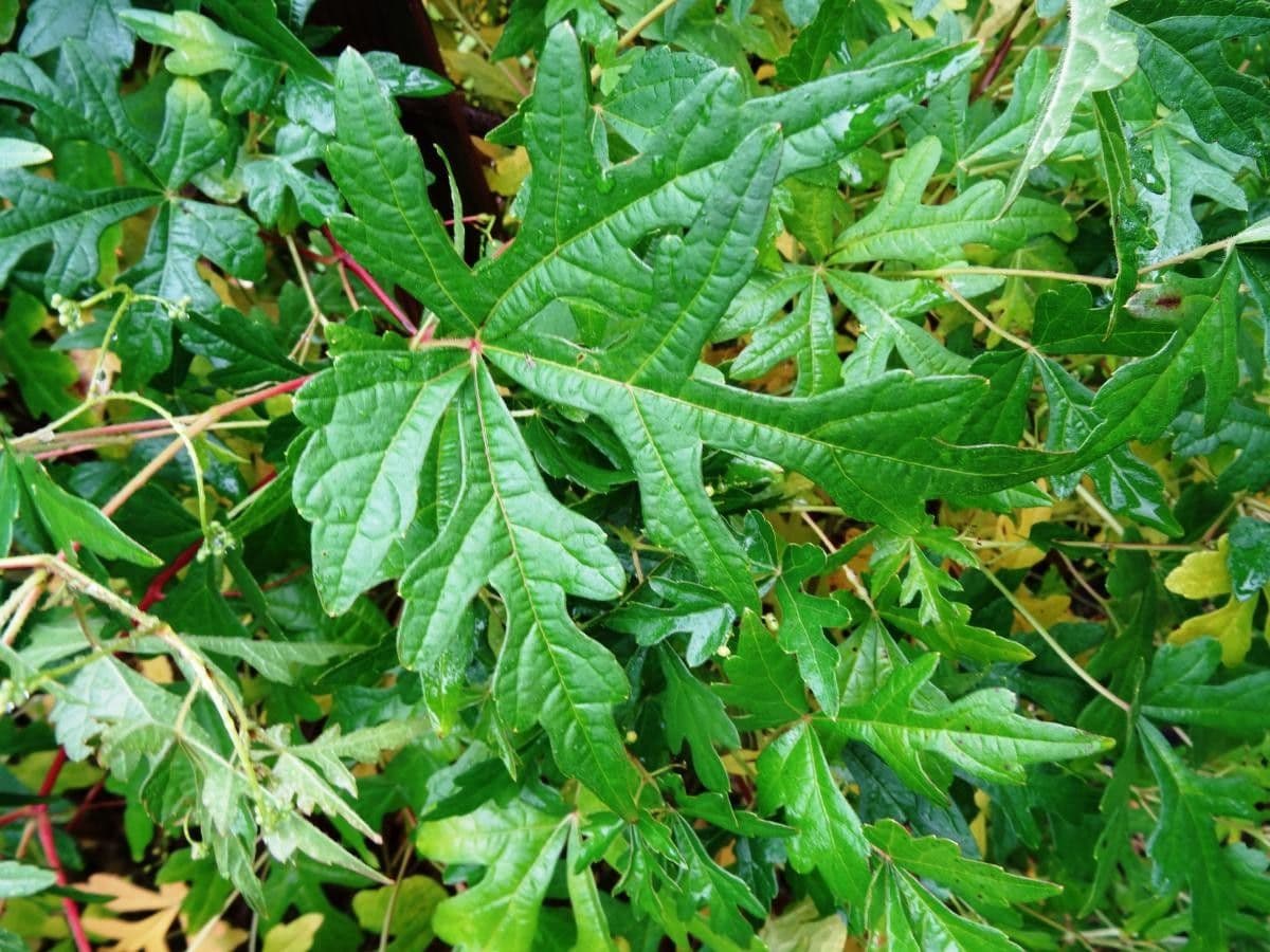Ampelocissus 3