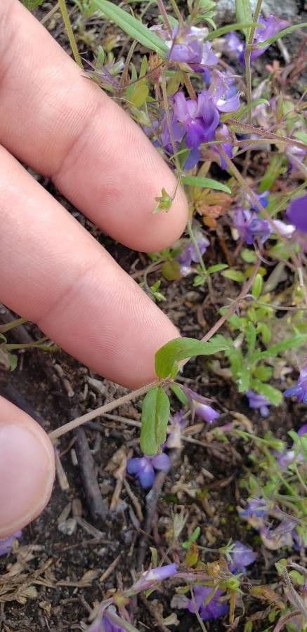Collinsia viola 10