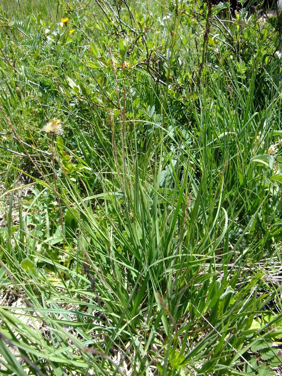 Molinia 13