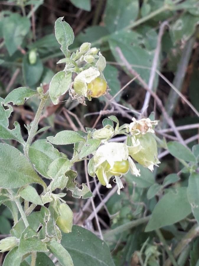 Hühnerbiss 3