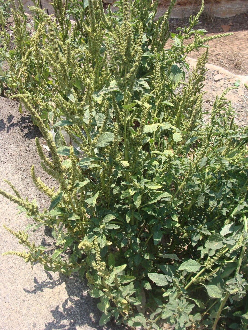 Amarante douteuse 8