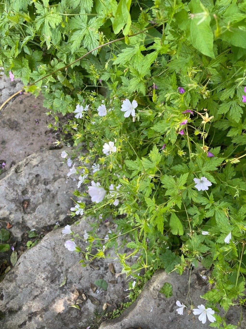 Bocianik 13