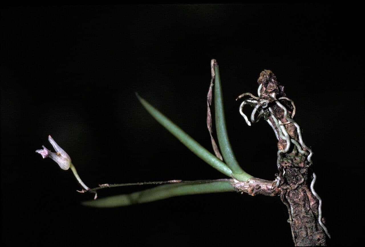 Ionopsis 2