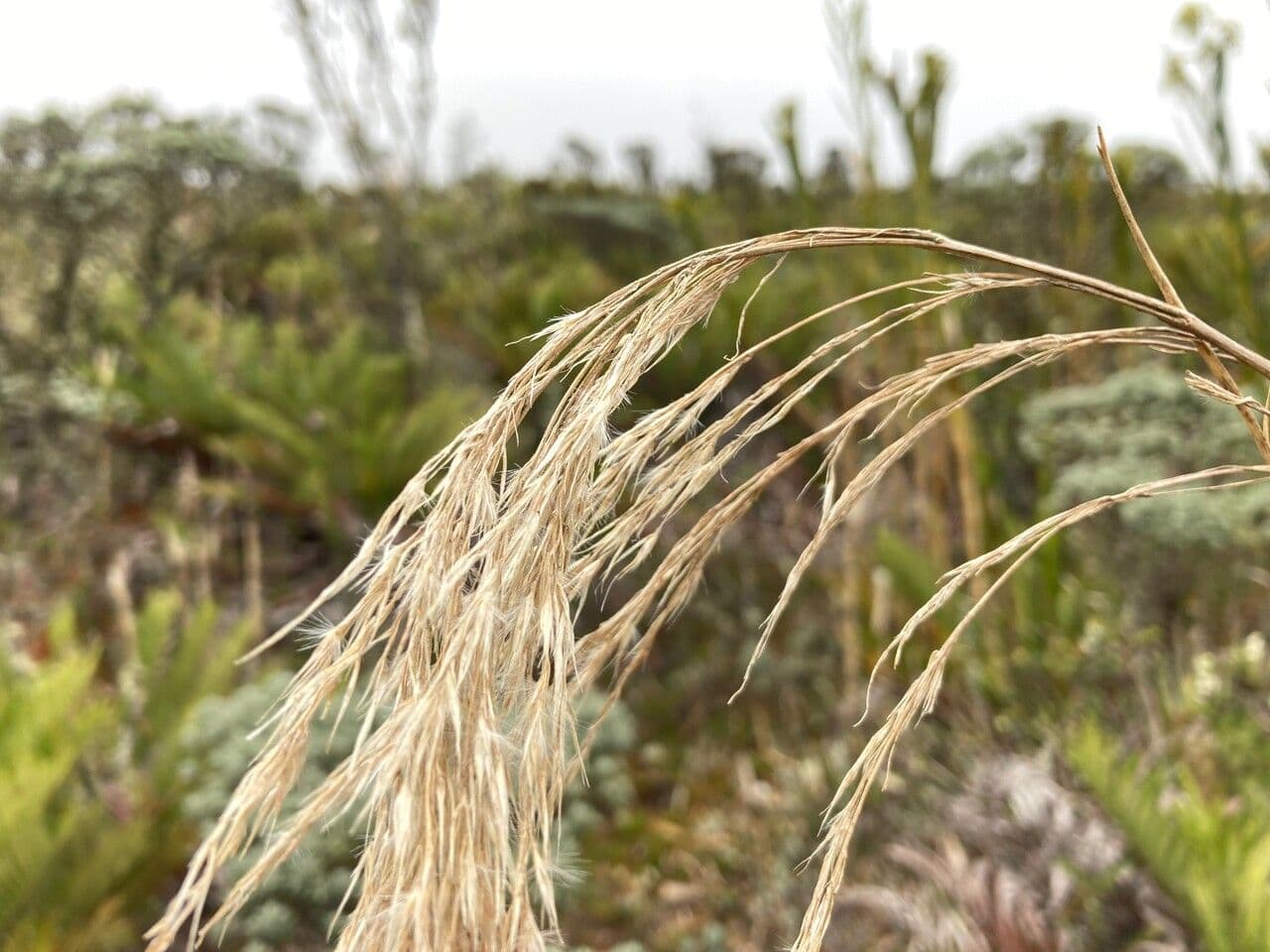 Cortaderia nitida 5