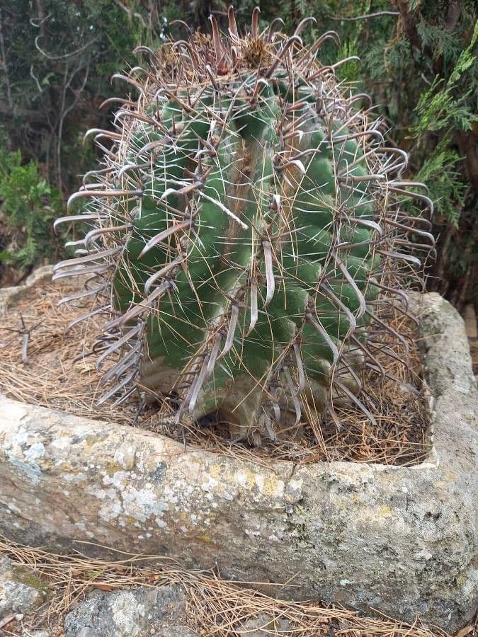 Cactus a botte uncino 15