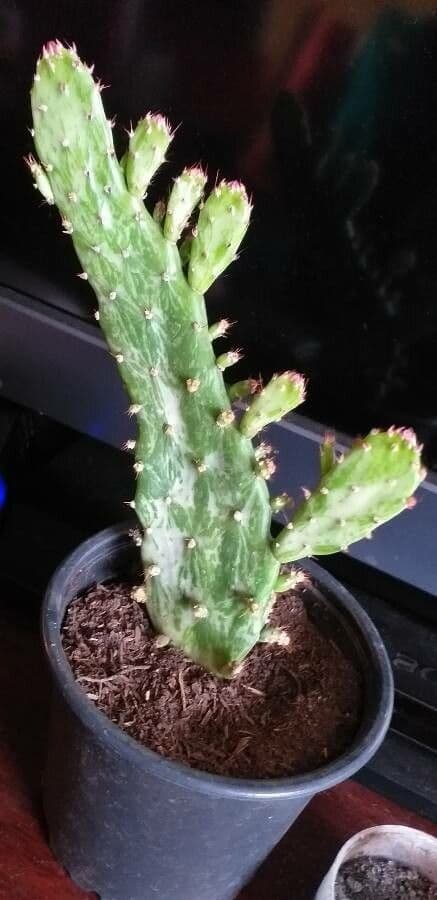 Opuncja Monacantha 25