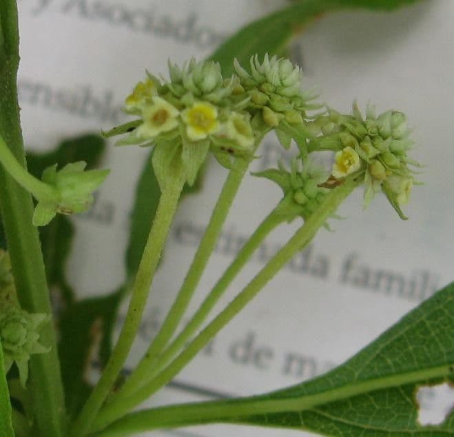 Lippia myriocephala 6
