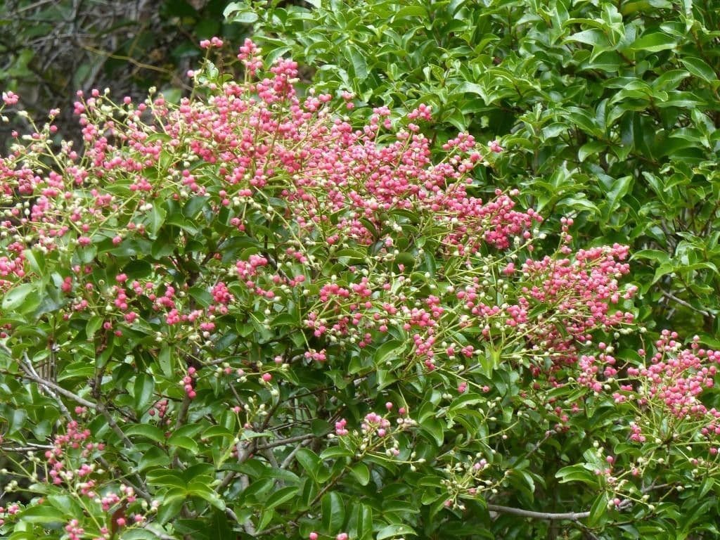 Syzygium 7