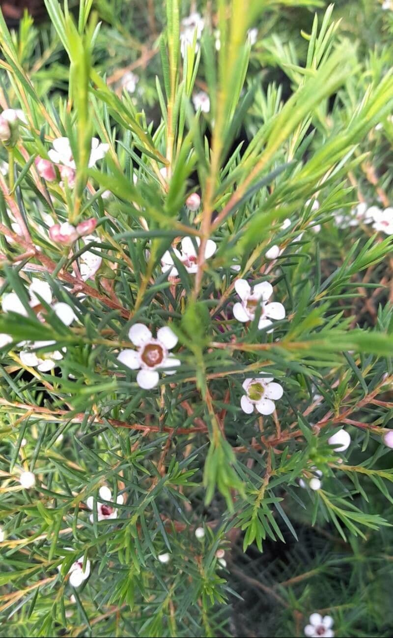 Chamelaucium uncinatum 4
