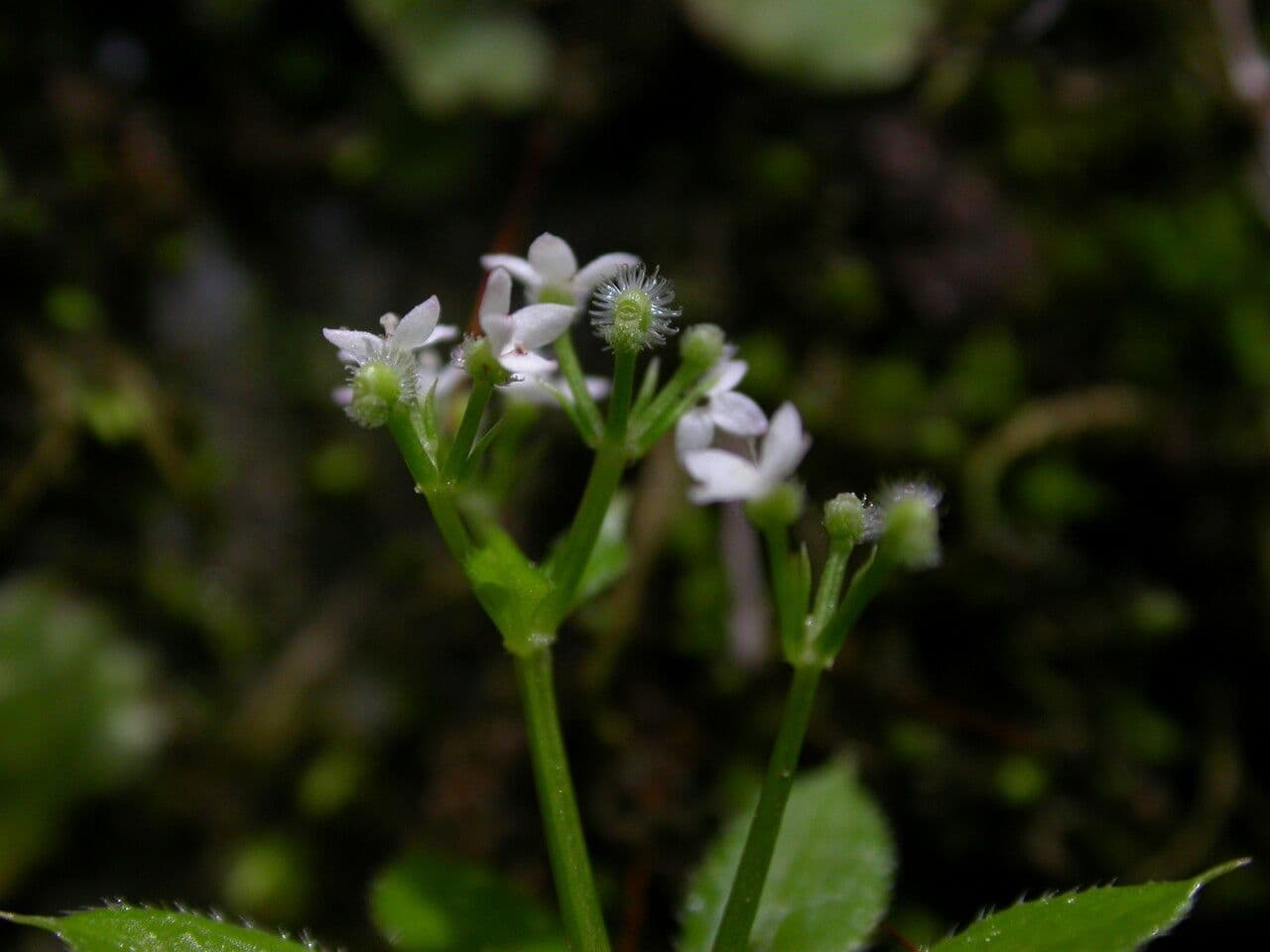 Przytulia Hoffmeistera 2