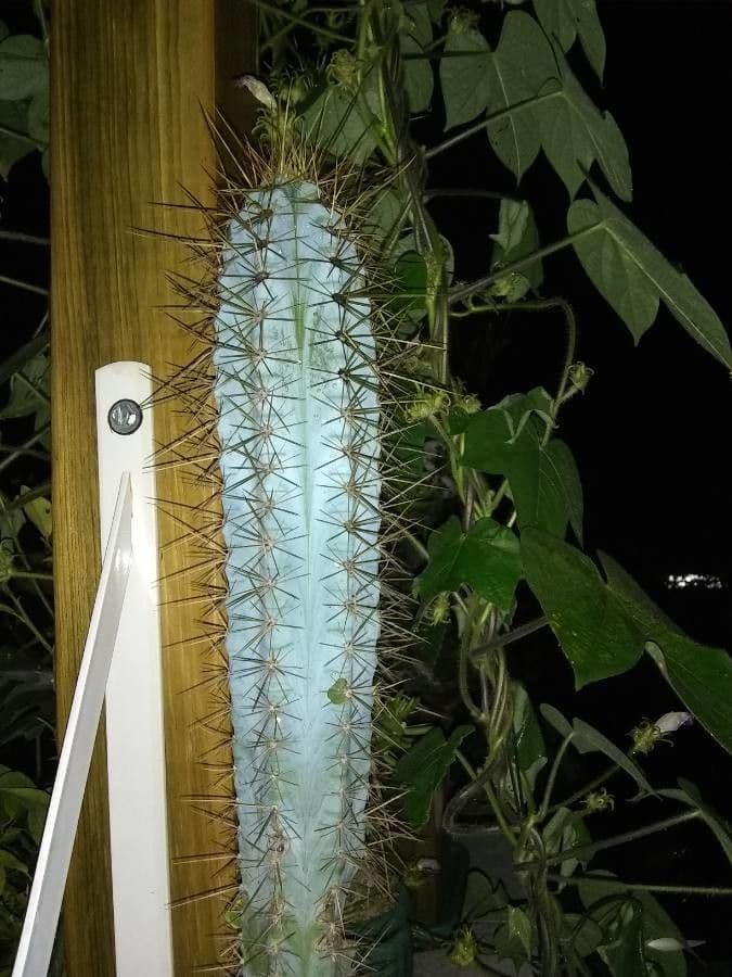 Pilosocereus pachycladus 20