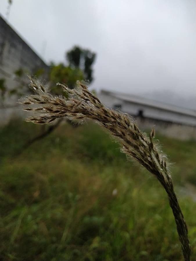 Sourgrass 5
