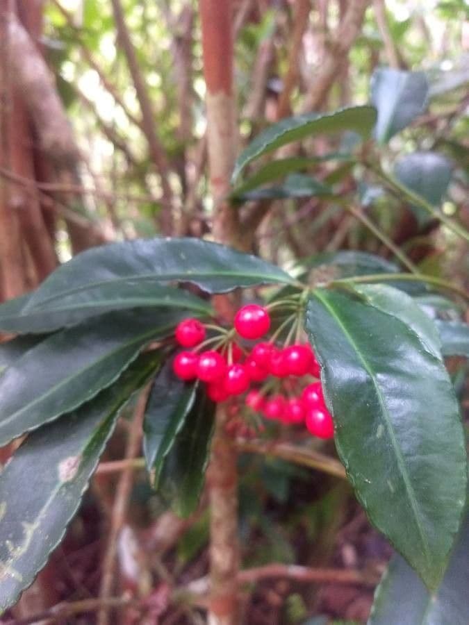 Ardisia crenata 4
