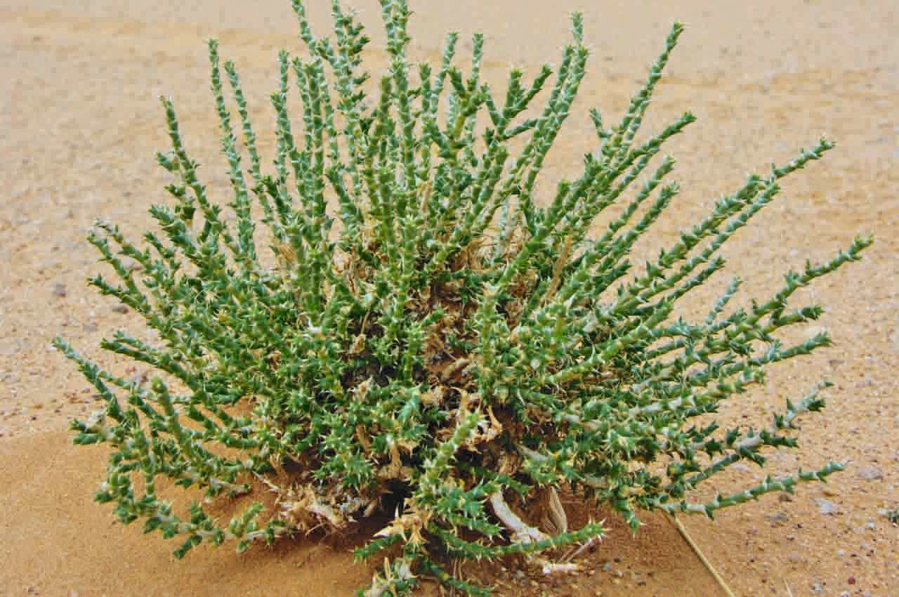 Cornulaca 4