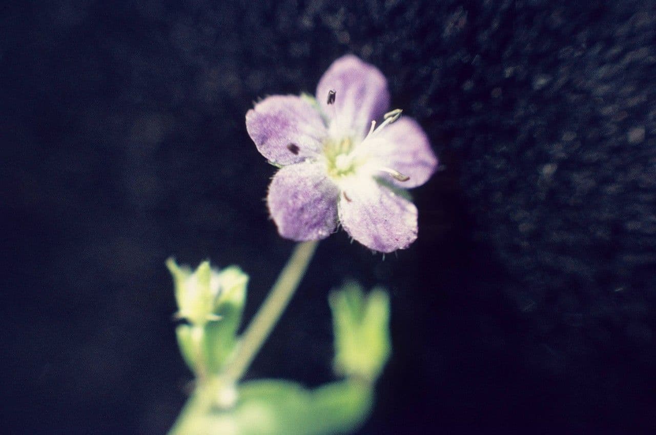 Nemophila pulchella 2