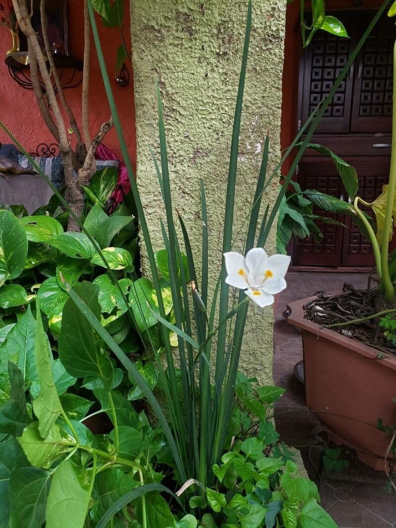 Iris selvatico 18