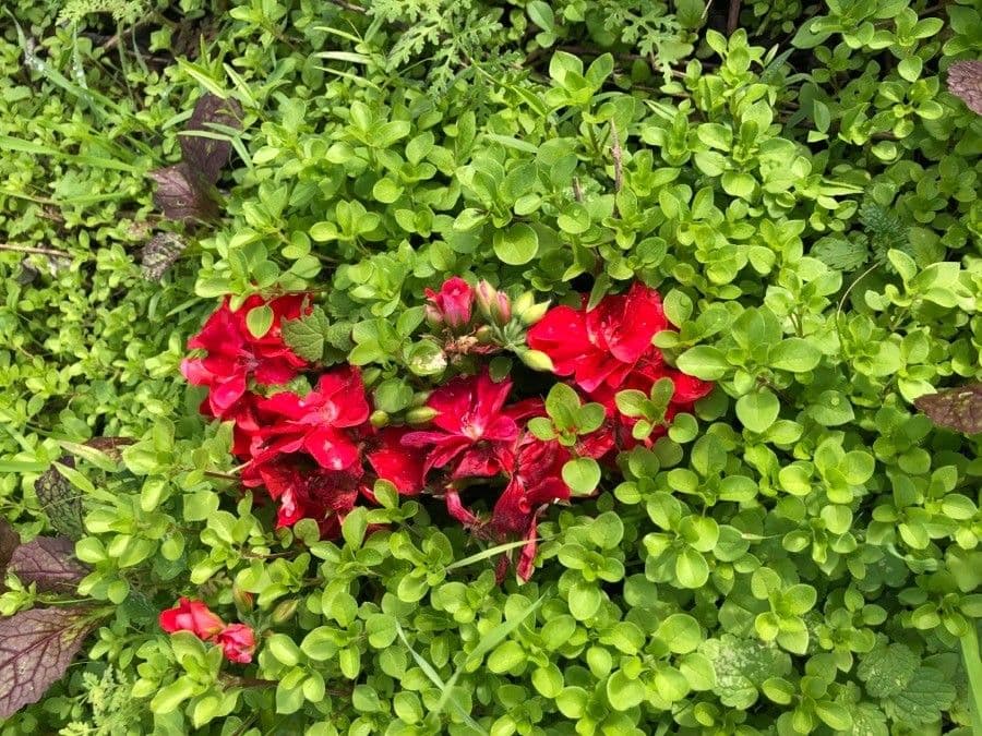 Pelargonio