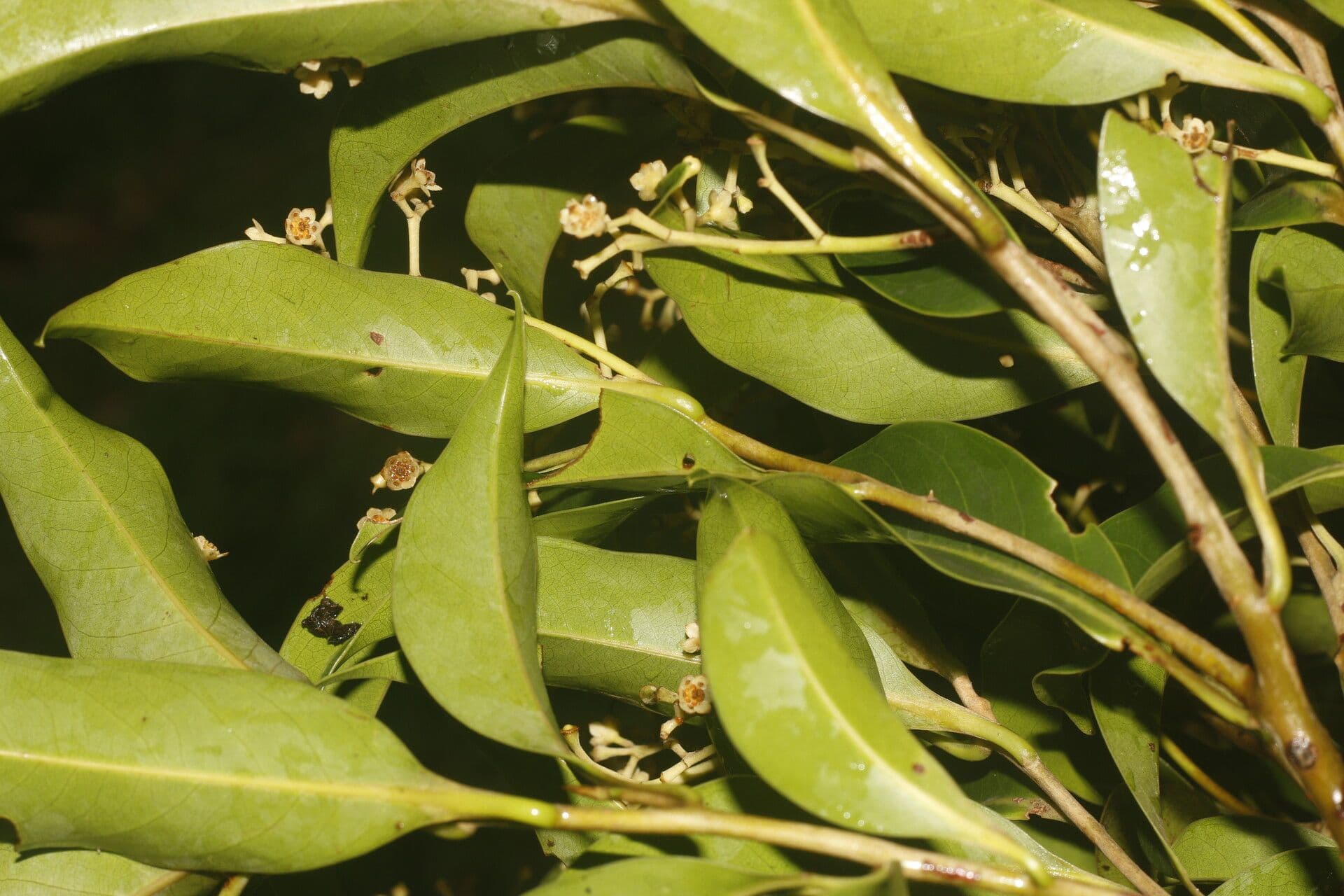 Ocotea 2