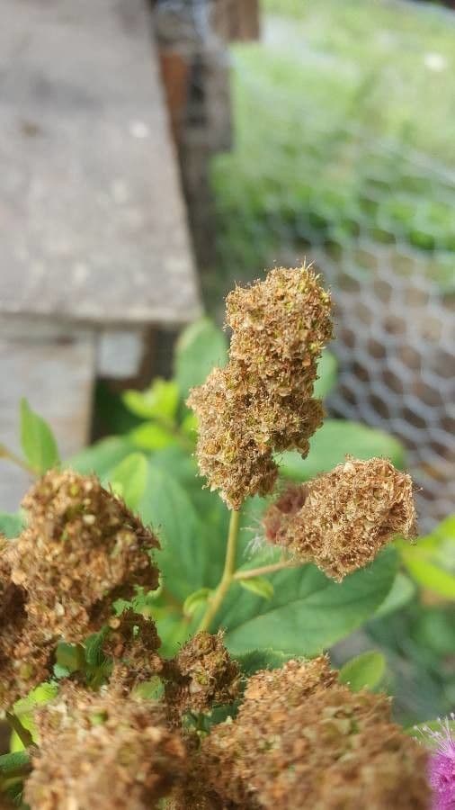 Spiraea di Douglas 2