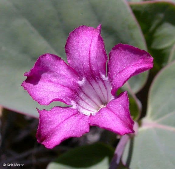 Cycladenia 3