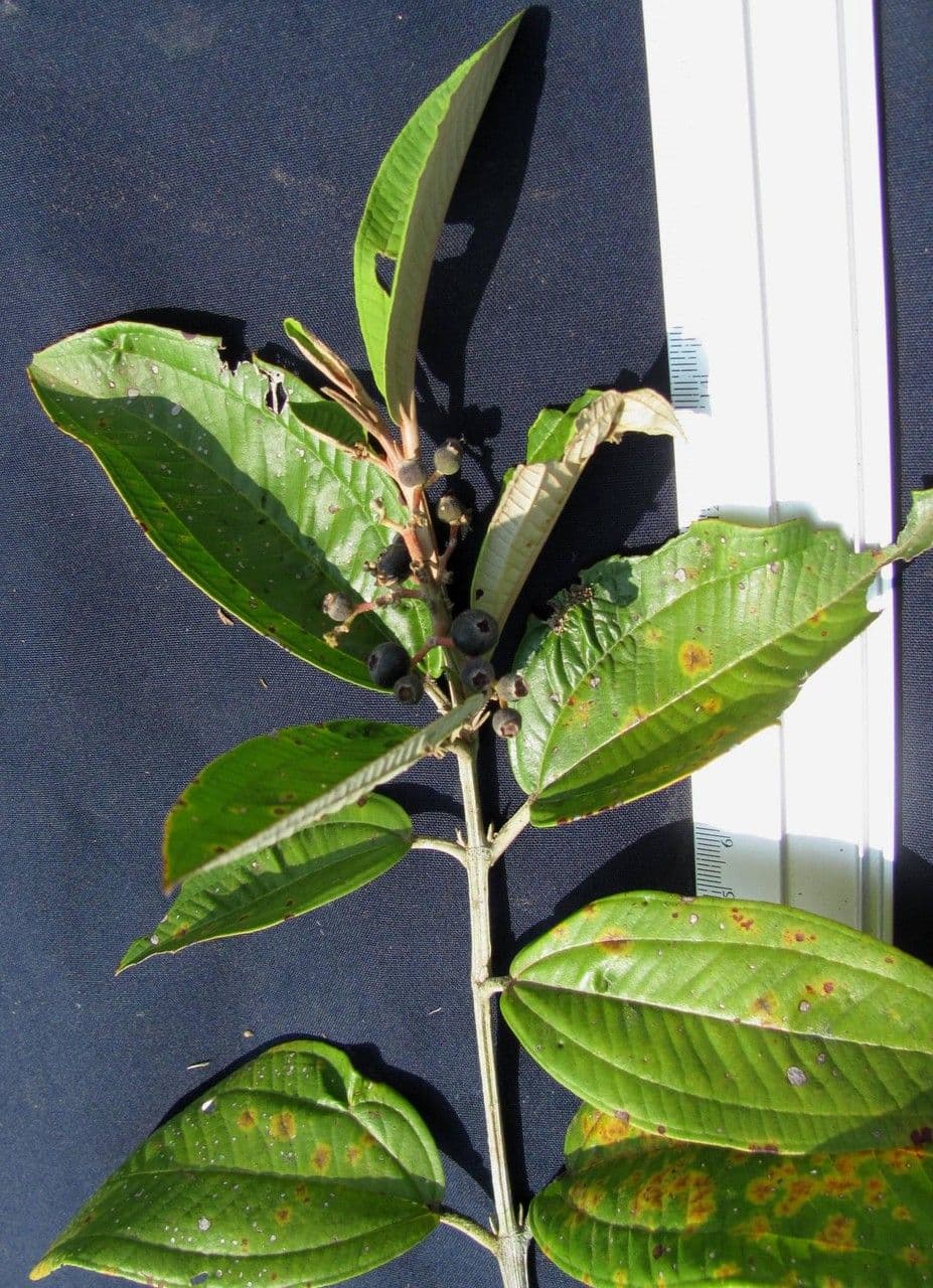 Miconia stenostachya 4