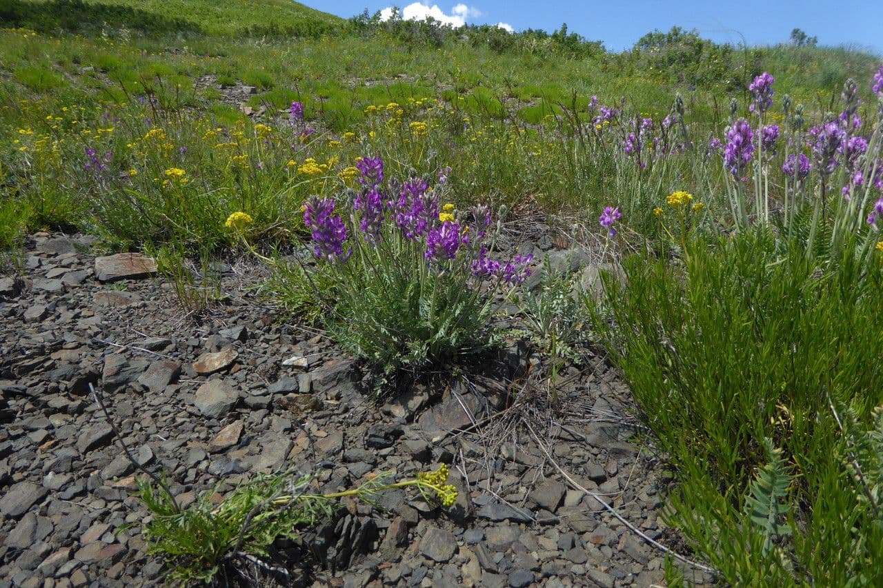 Oxytropis 3