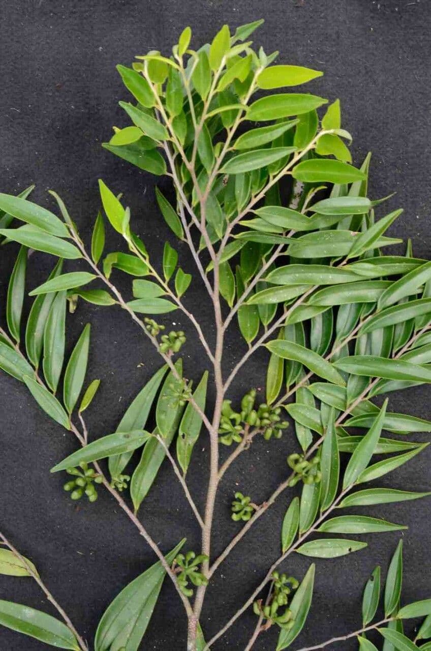 Xylopia brazylijska 10