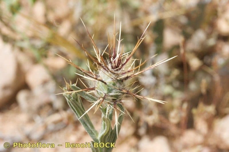Sedoulek 2